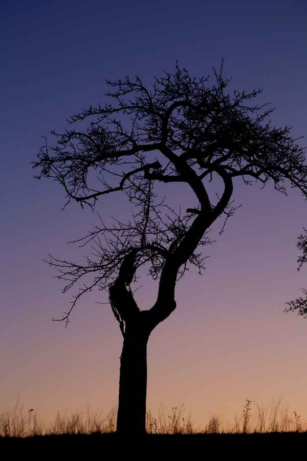 Alter Obstbaum in der Dämmerung