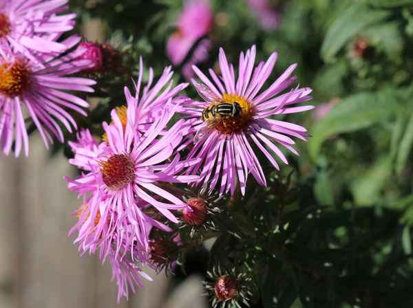 Kalk-Aster