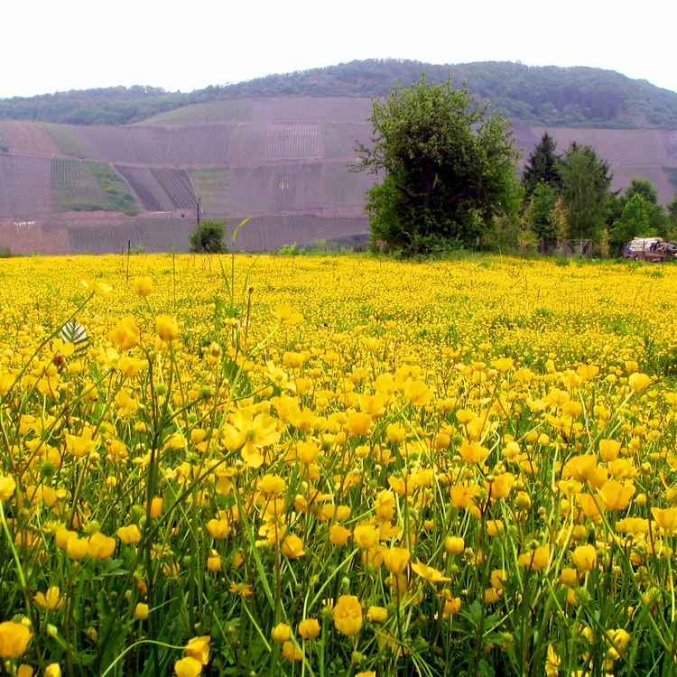 Blumenwiese