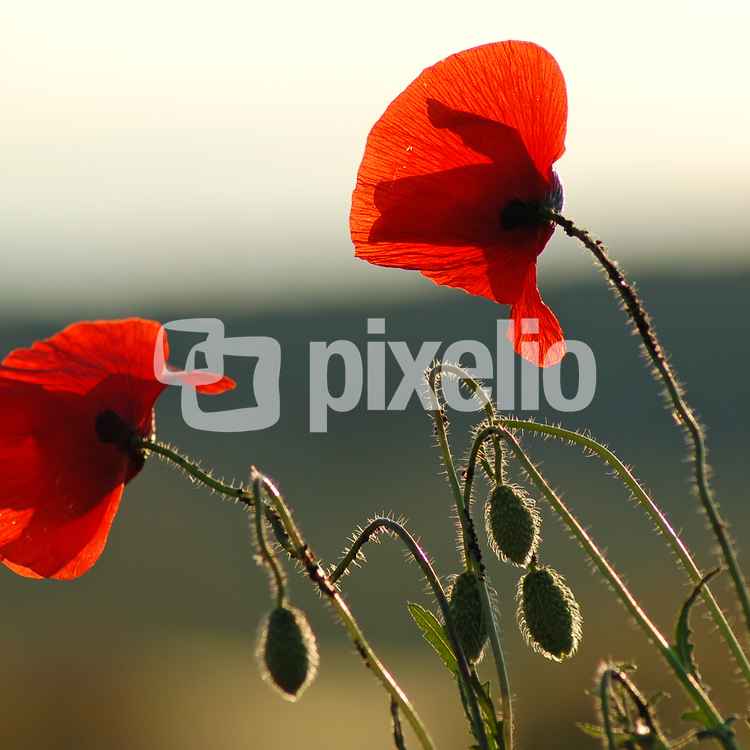 Roter Mohn