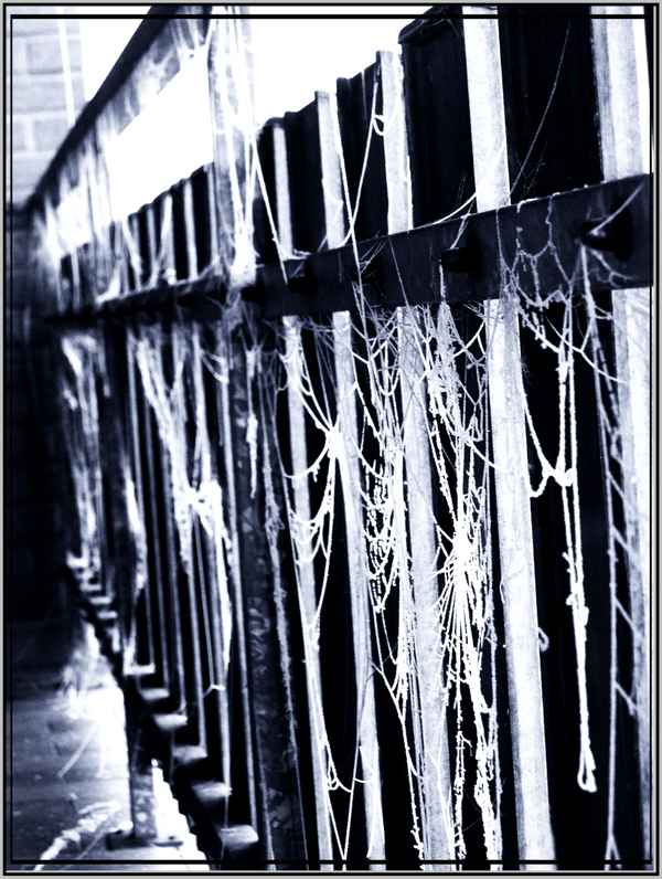 Spinnennetz im Winter