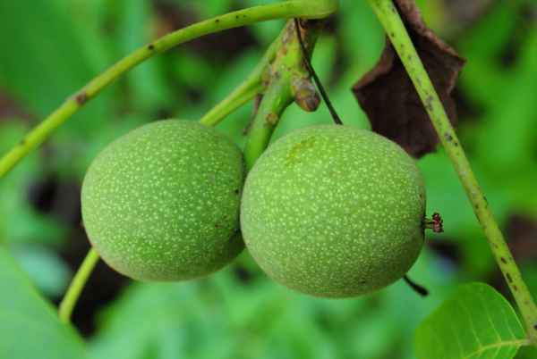 Walnuss 2