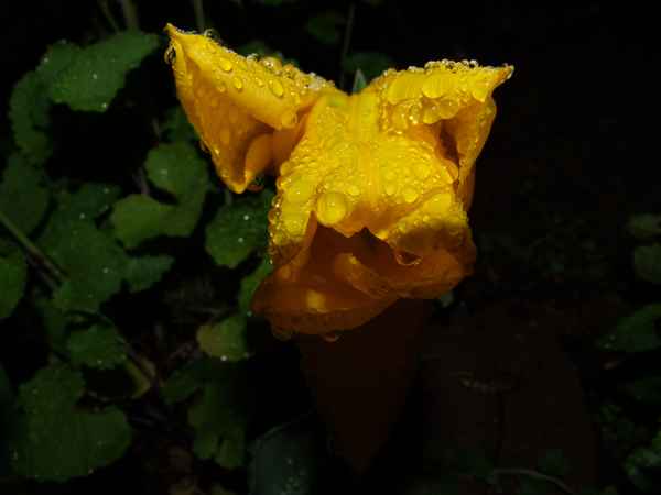 Tulpe gelb
