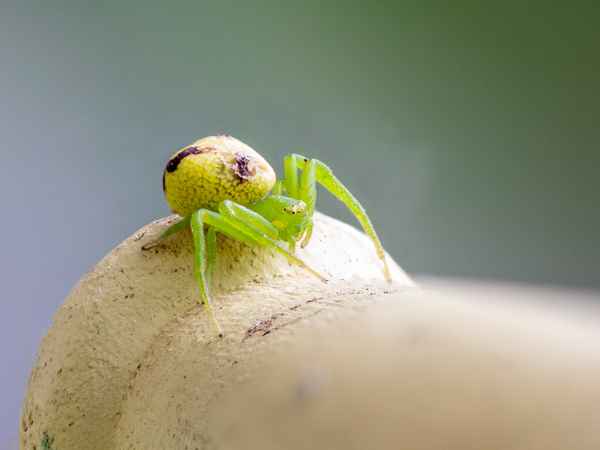 Dreieck-Krabbenspinne