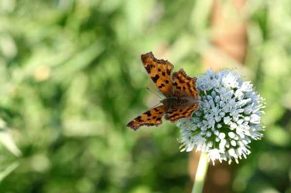 Schmetterling 14
