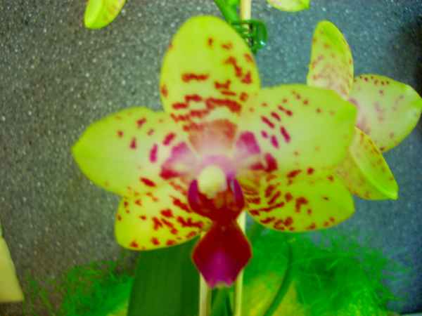 Geburtstagsgeschenk 2