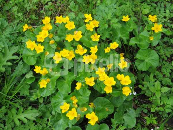 gelbe Blume
