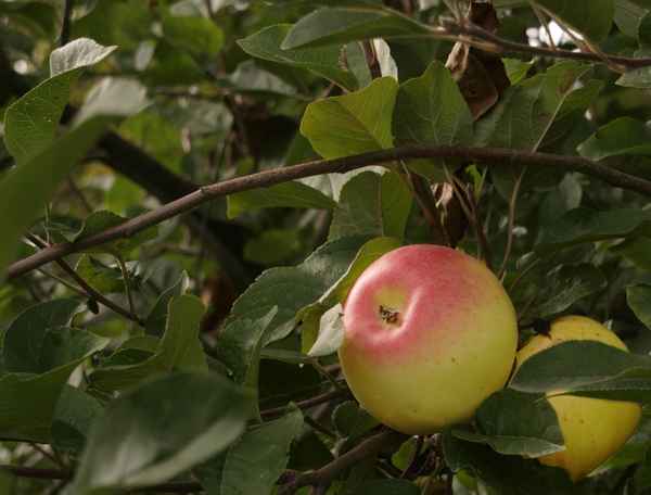 rote Apfelbäckchen