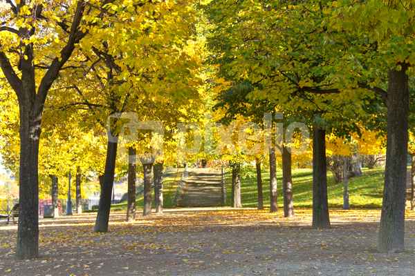 Herbst in Dresden