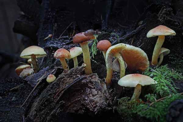 Im Tal der Pilze