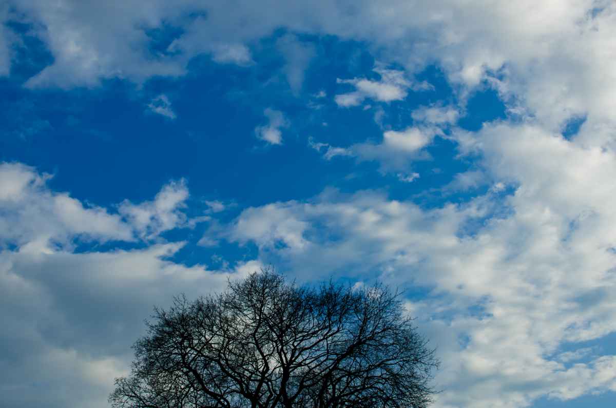 ein baum im Meer