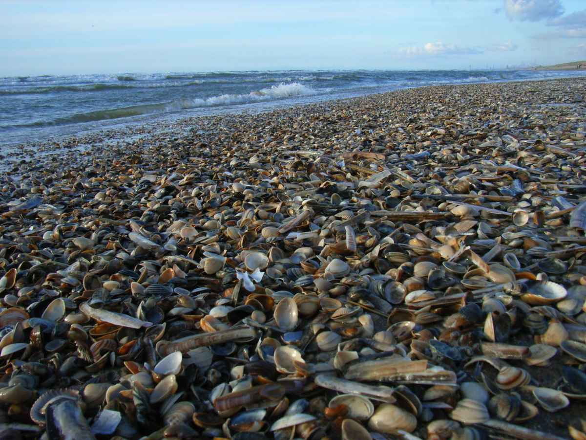Muschelstrand