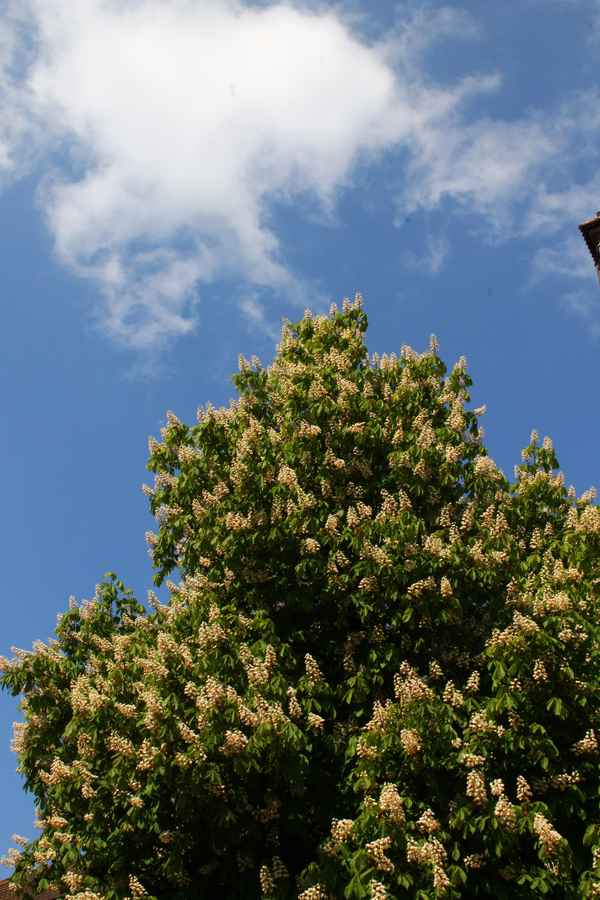 In voller Blüte