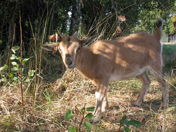 meine Tiere