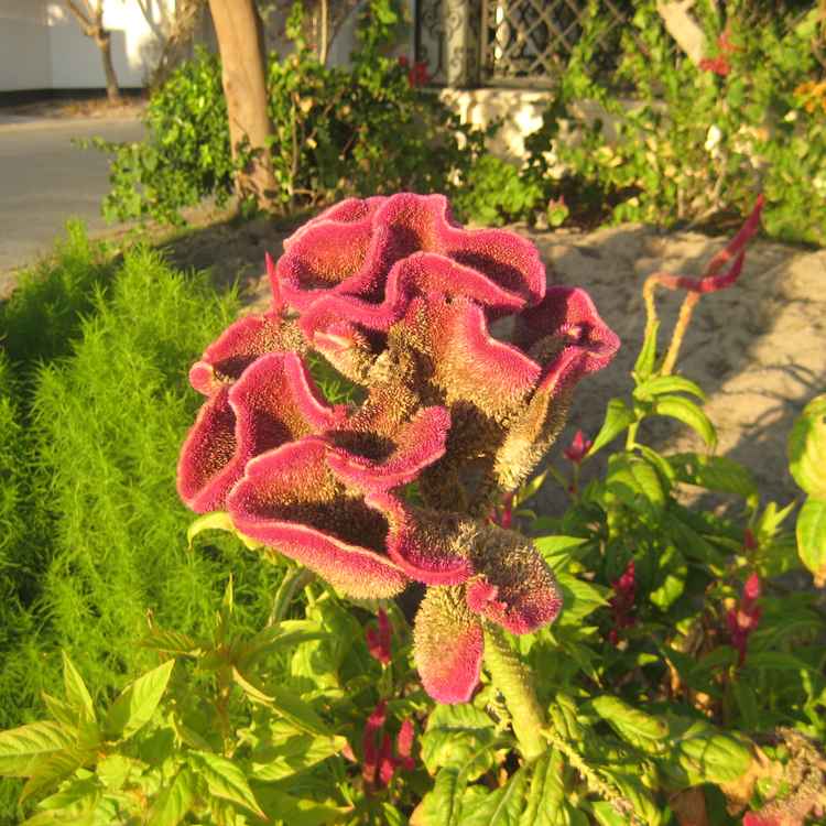 Orientalische Blume