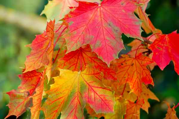 Herbst Blätter