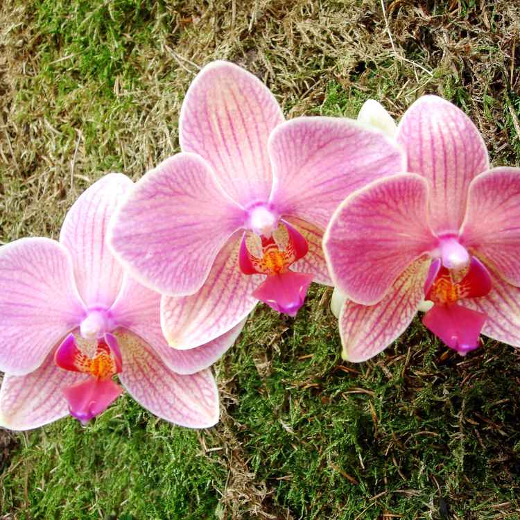 Orchideen Trio 2