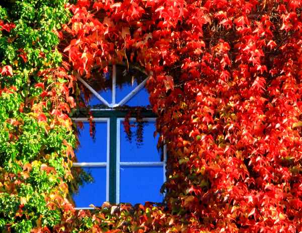 LEUCHTENDER HERBST I