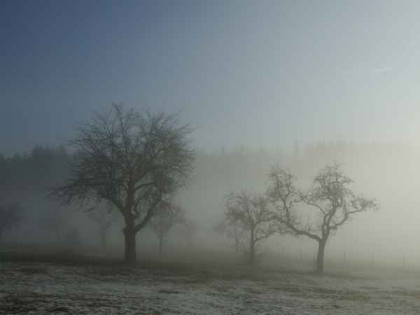Bäume im Nebel