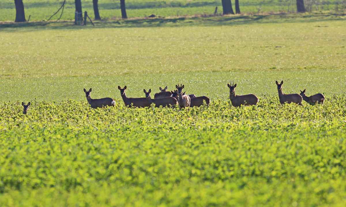 begegnung im feld