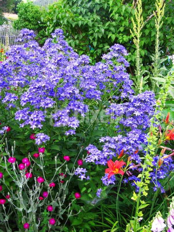 Bauerngarten 7