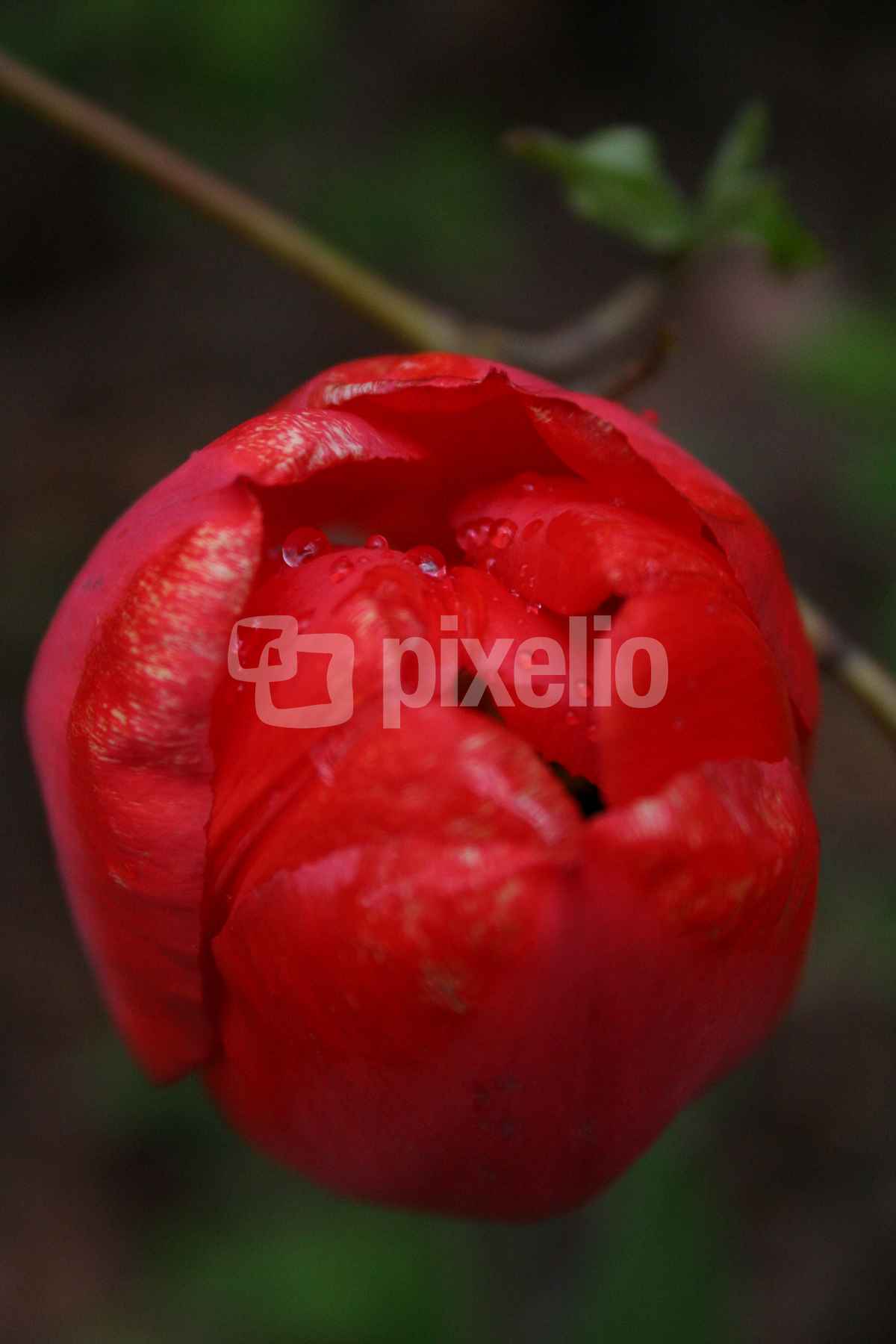 Tulpenblüte nach einem Frühlingsschauer