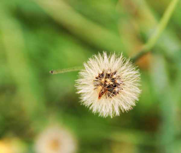 Fallschirmchen