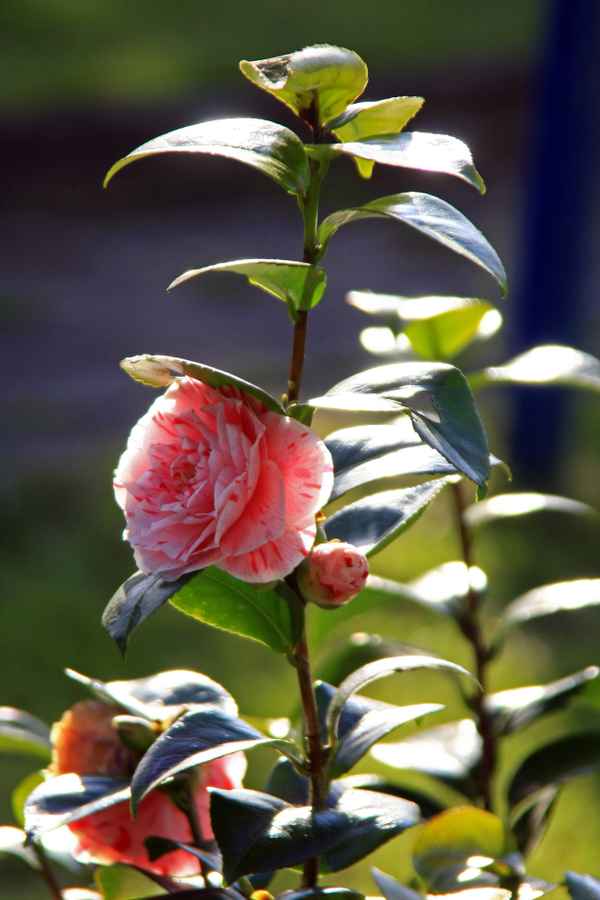 Frühling im Garten