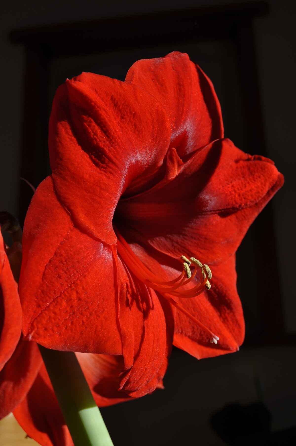 Amaryllis