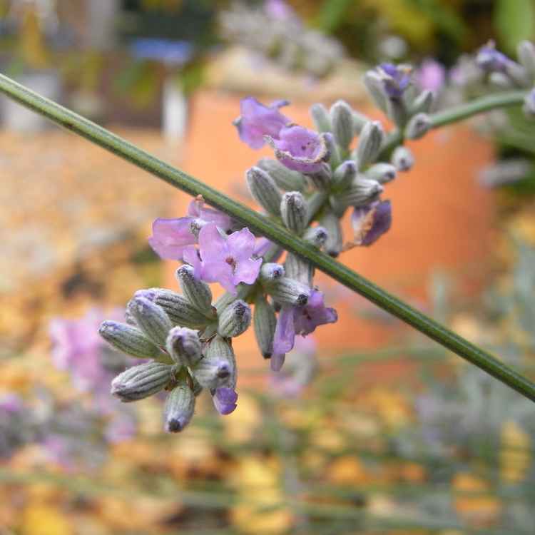 Lavendel