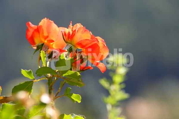 Sonnenblume