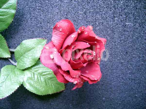 rose mit tautropfen