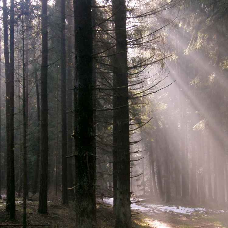Licht im Winterwald
