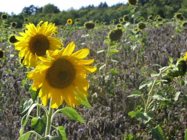 Sonnenblumen-Feld
