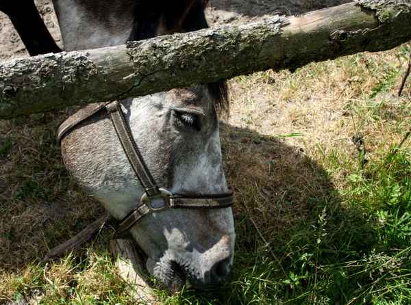 Das Gras auf der anderen Seite ...