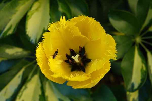 Gelbe Papageientulpe