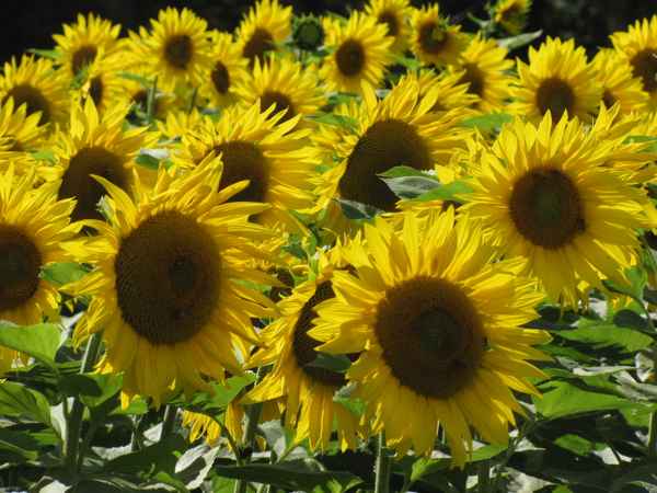 Sonnenblumen