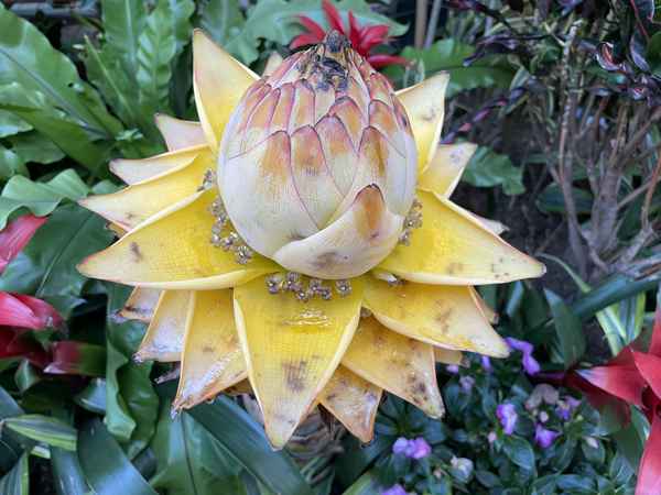 Hongkong Blüte