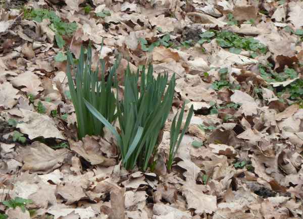 Vorfrühling