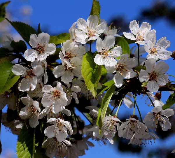 Frühlingspracht 01