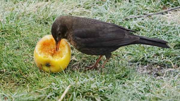 noch schnell nen happen abpicken