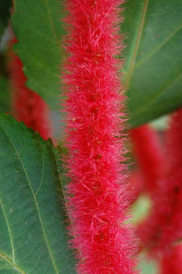 Acalypha hispida (Katzenschwänzchen)