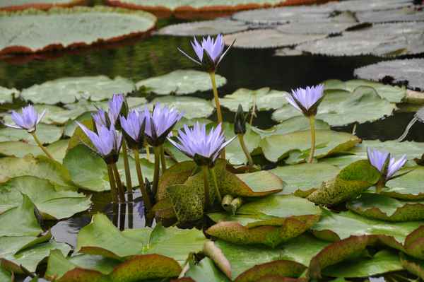blaue Seerosen