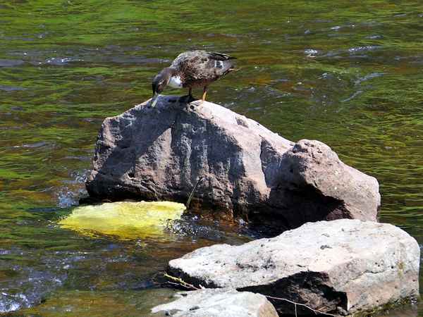 Liegt da ein Goldklumpen in der Enz in Pforzheim?