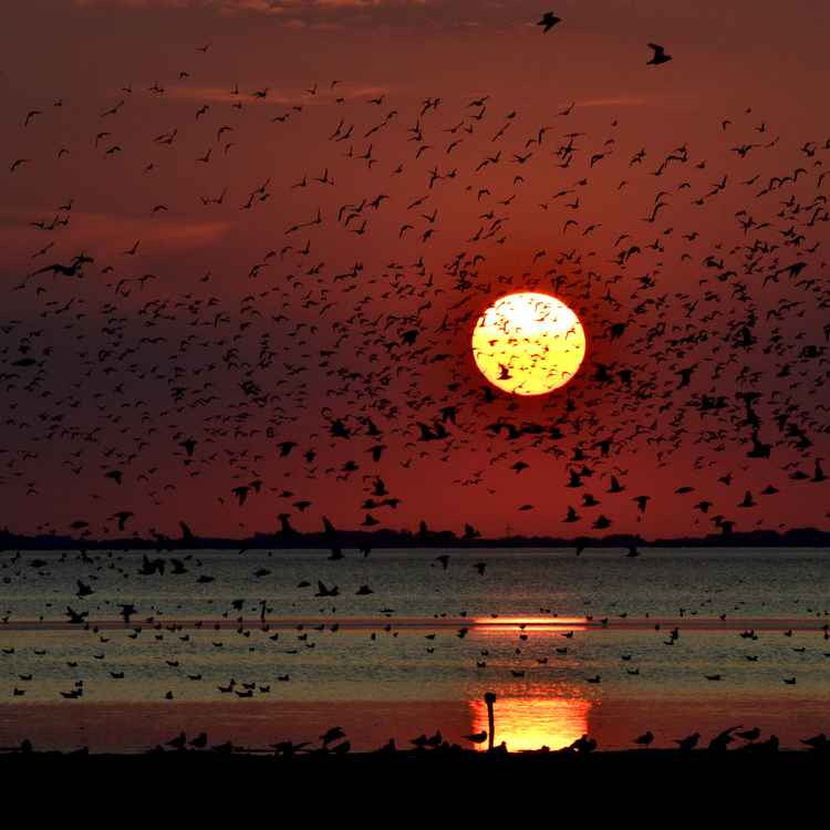 Naturwelterbe Wattenmeer