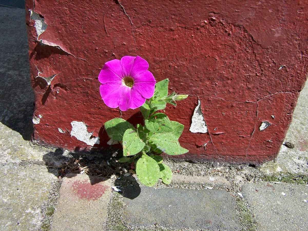Mauerblümchen