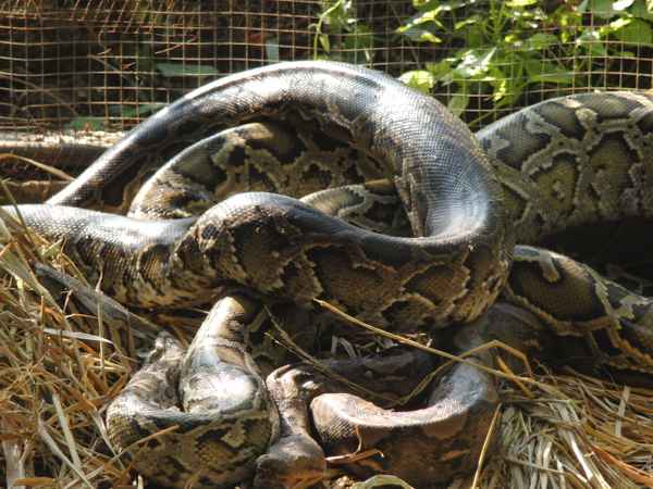 Boa Constrictor