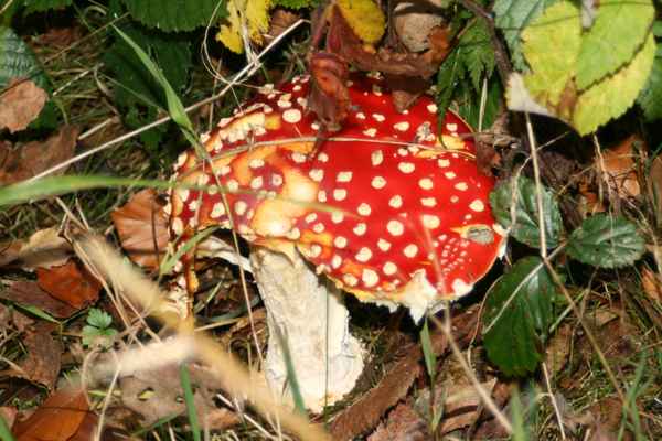 Versteckt