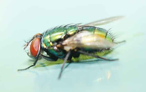 Gestatten, Fliege ...
