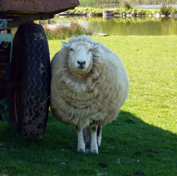 Das Schaf Otto aus Linau